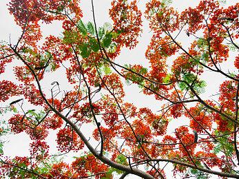 恋爱冒险游戏《同级生重制版》宣布2024年4月18日登陆PS4和Switch