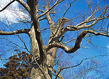 《NBA 2K22》梦幻球队预告 各个时代超级巨星等你组队